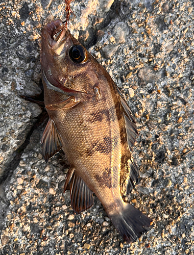 メバルの釣果