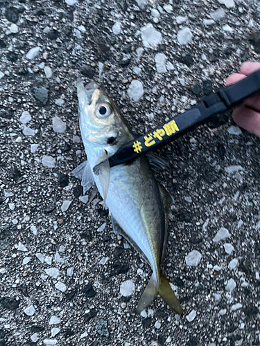 マアジの釣果