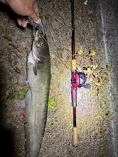 ナマズの釣果