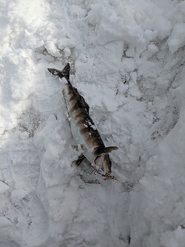 ホッケの釣果