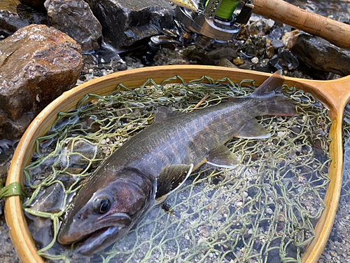 ヤマトイワナの釣果