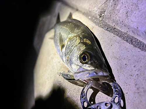 セイゴ（マルスズキ）の釣果