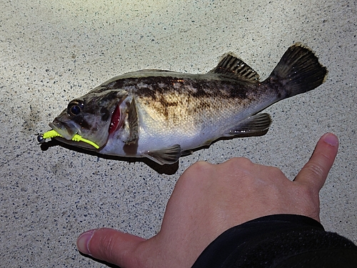 クロソイの釣果