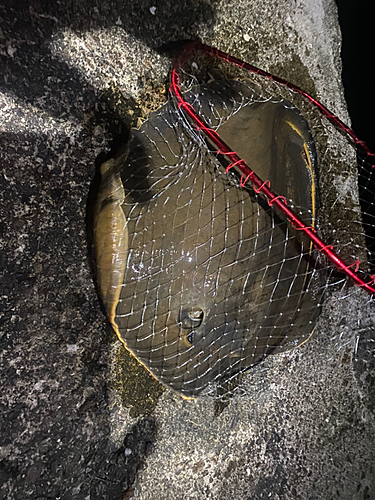 アカエイの釣果