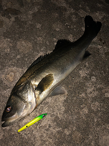 シーバスの釣果