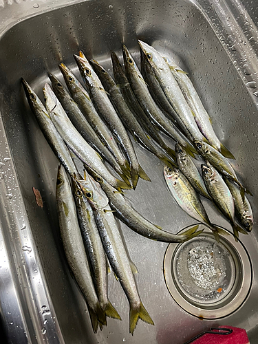 カマスの釣果