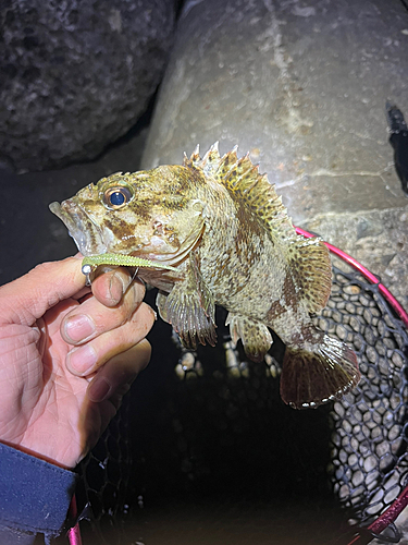 ムラソイの釣果