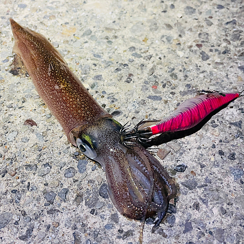 ヤリイカの釣果