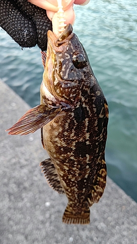 クジメの釣果