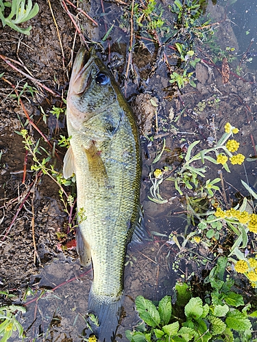 ブラックバスの釣果