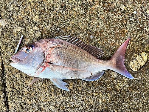 マダイの釣果