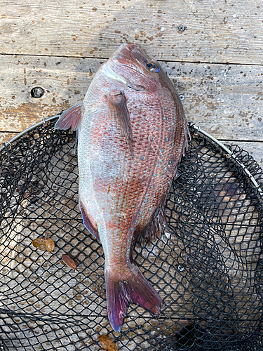 マダイの釣果