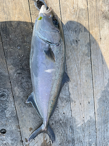 カンパチの釣果