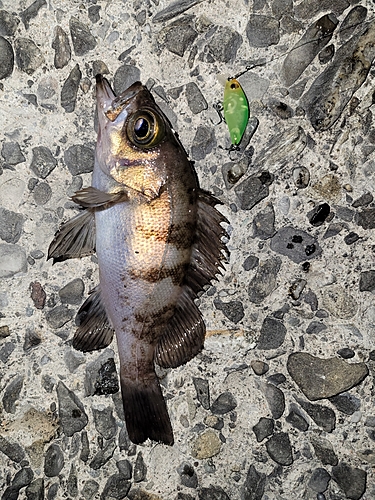 メバルの釣果