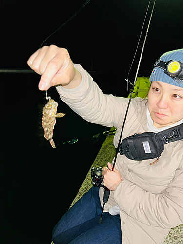 アラカブの釣果