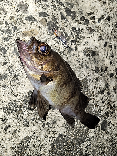 メバルの釣果