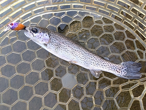 ニジマスの釣果