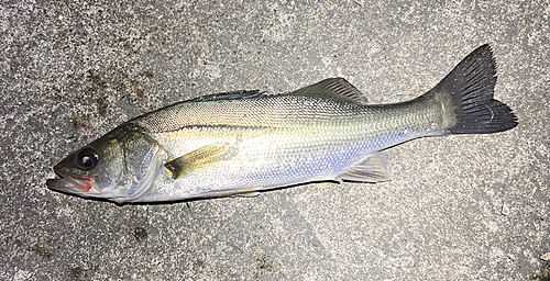 セイゴ（マルスズキ）の釣果