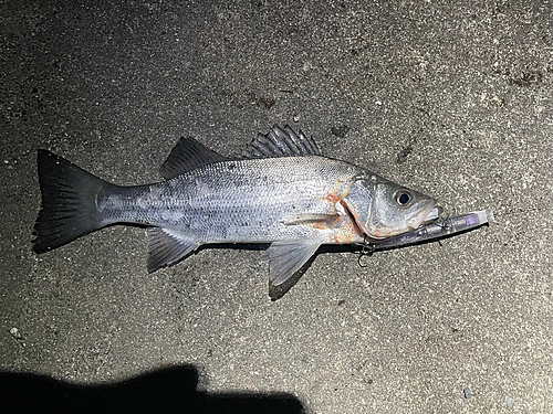 セイゴ（ヒラスズキ）の釣果