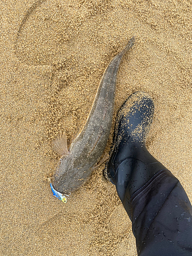 マゴチの釣果