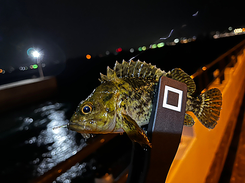 アラカブの釣果