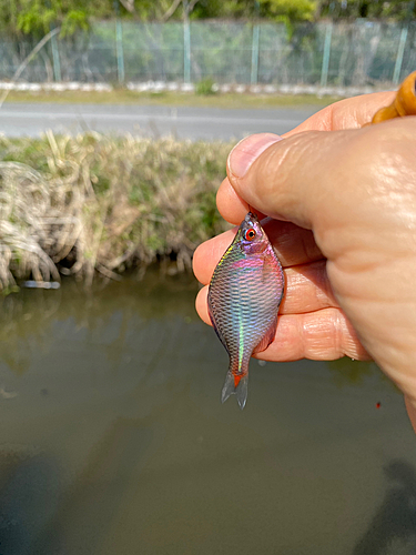 タナゴの釣果