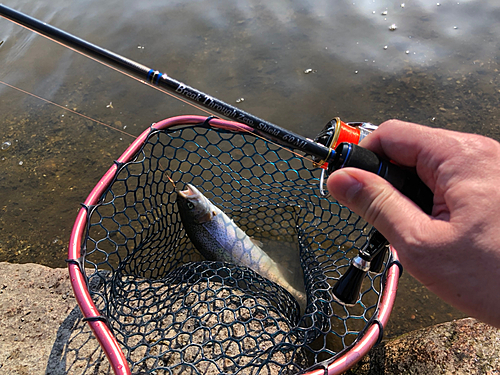 レインボートラウトの釣果