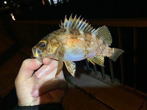 アカメバルの釣果