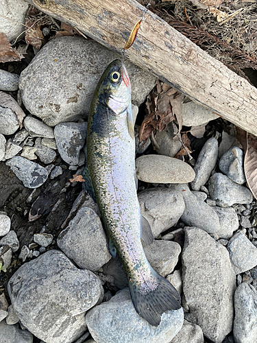 ニジマスの釣果