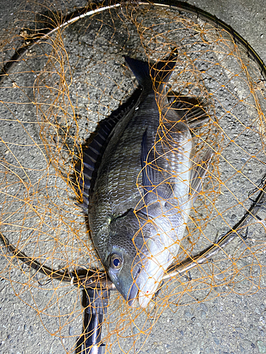 チヌの釣果