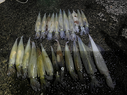 ヤリイカの釣果