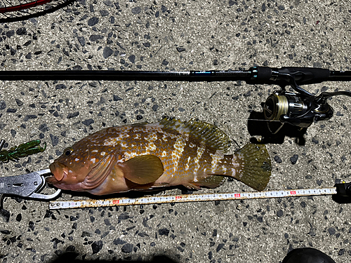 アコウの釣果