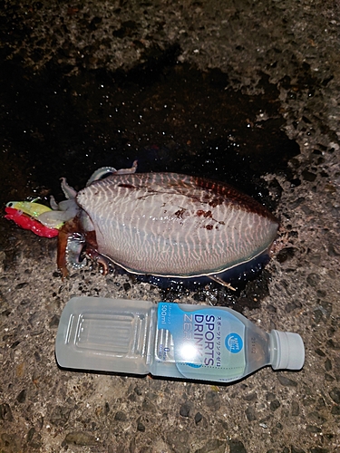 コウイカの釣果