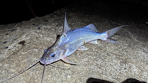 ナマズの釣果