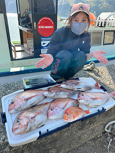 マダイの釣果