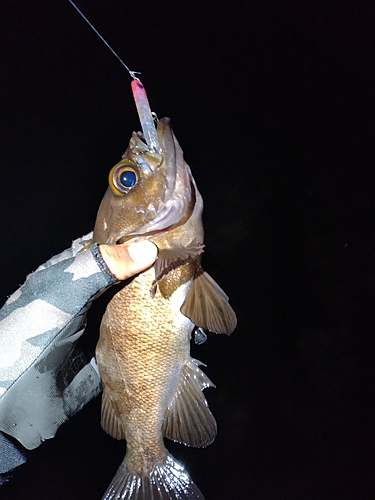 メバルの釣果