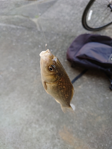 フナの釣果