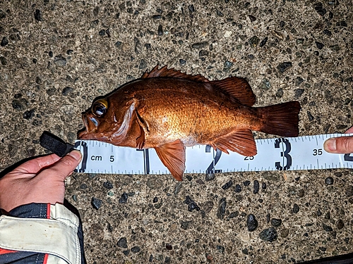 メバルの釣果