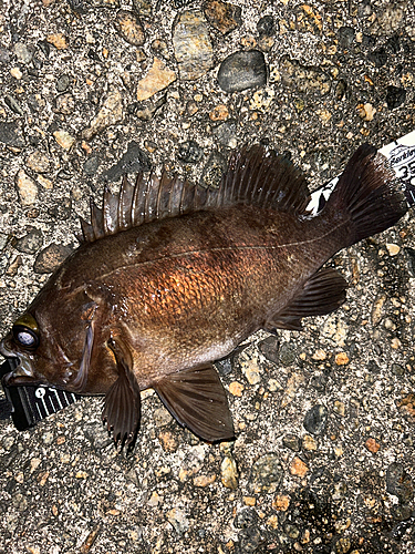 メバルの釣果