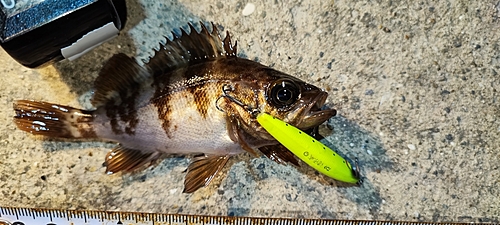 メバルの釣果