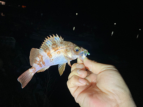 アオメバルの釣果