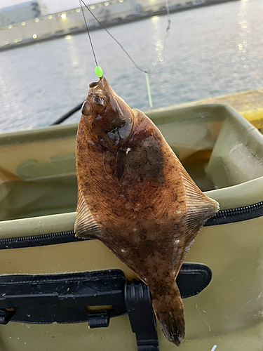 カレイの釣果