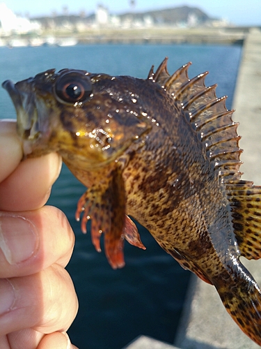 ムラソイの釣果