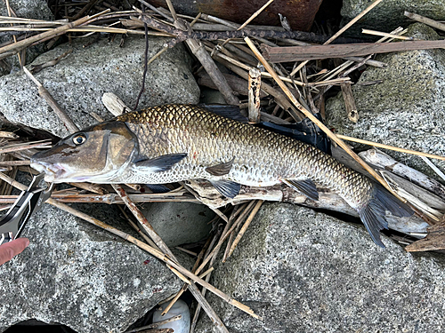 ニゴイの釣果