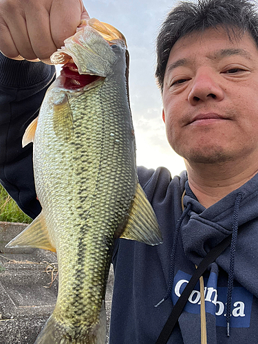 ラージマウスバスの釣果