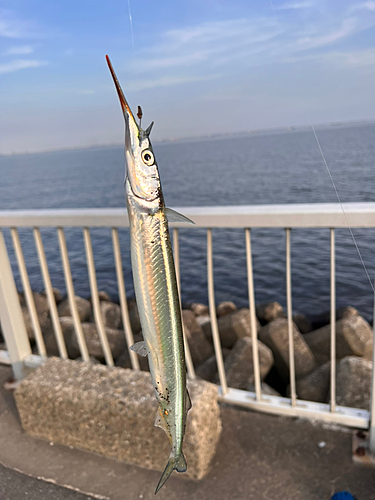 サヨリの釣果