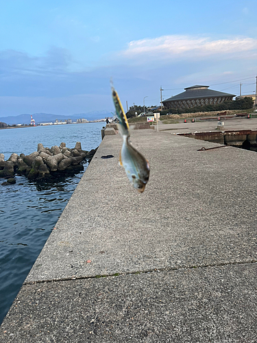 大浜釣り公園（金沢港ふれあい広場）で釣れたカマスの釣り・釣果情報 - アングラーズ