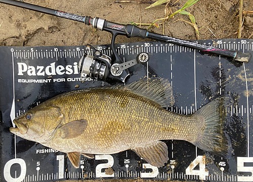 スモールマウスバスの釣果