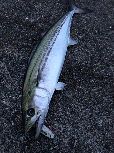 サゴシの釣果