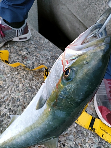 メジロの釣果